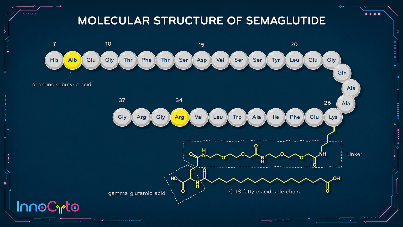 Molecular Structure of Semaglutide